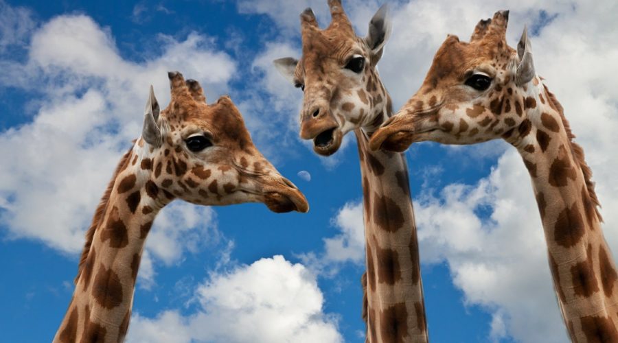 Three giraffes hold their heads close together in a way that reminds me of my guides "huddled" around me for a Divine team talk